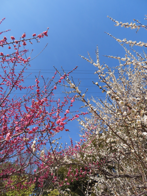 ファイル 8728-5.jpg