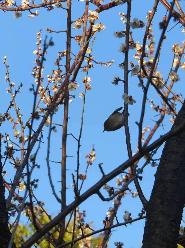 ファイル 8730-3.jpg