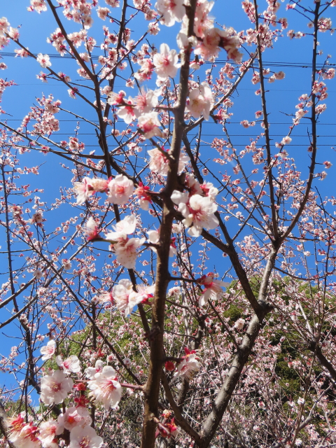 ファイル 8731-4.jpg