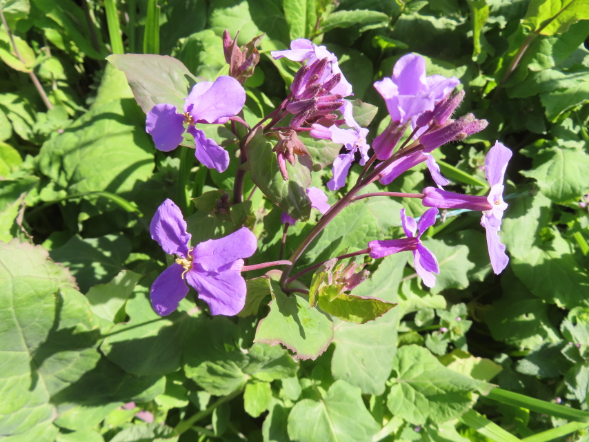 ファイル 8732-2.jpg