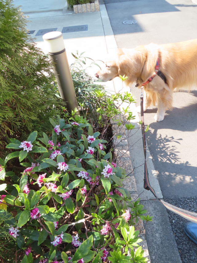 ファイル 8732-5.jpg