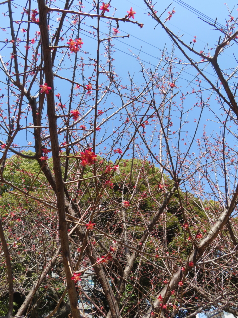 ファイル 8740-4.jpg