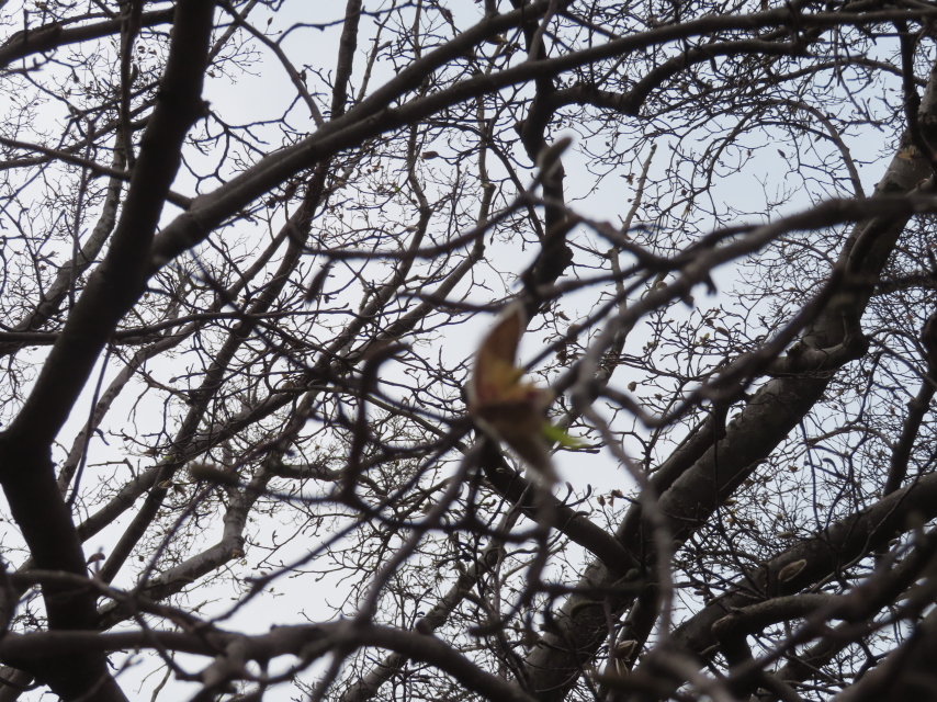 ファイル 8743-4.jpg