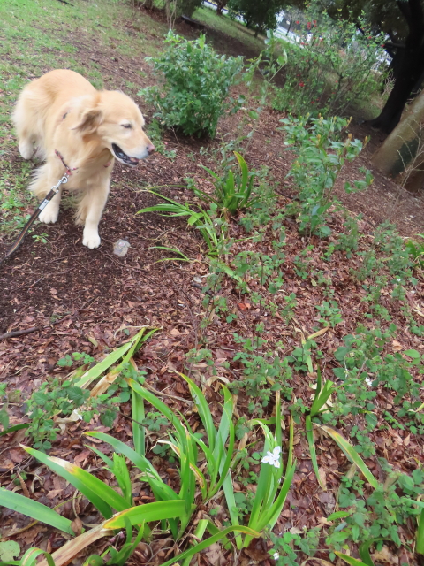 ファイル 8747-5.jpg