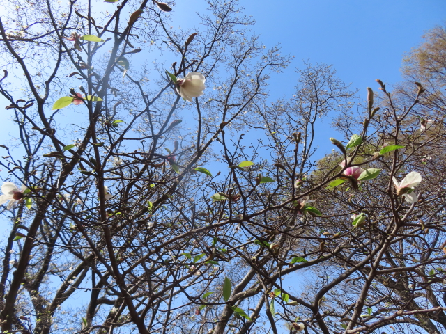 ファイル 8751-2.jpg