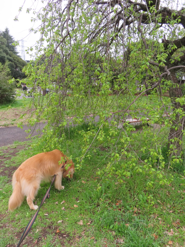 ファイル 8753-3.jpg