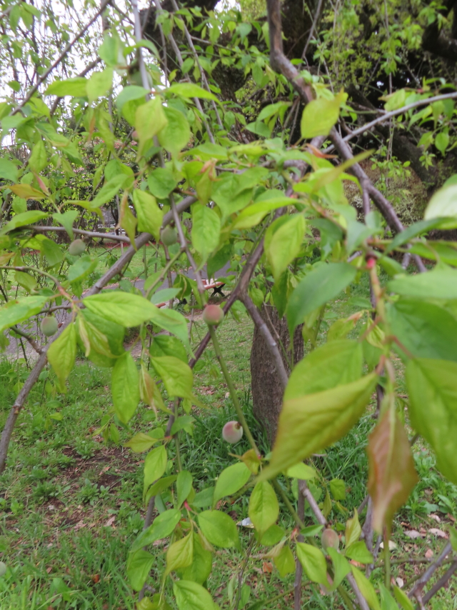 ファイル 8753-4.jpg