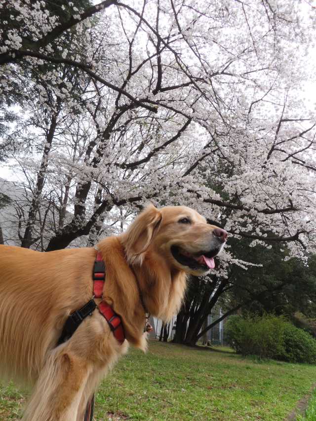 ファイル 8754-1.jpg