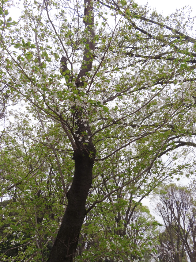 ファイル 8754-3.jpg