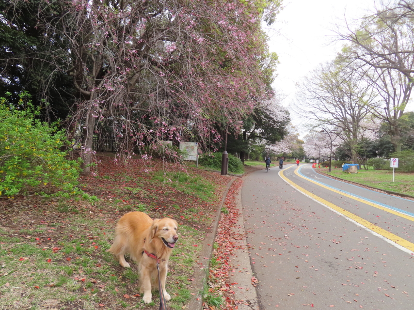 ファイル 8754-5.jpg