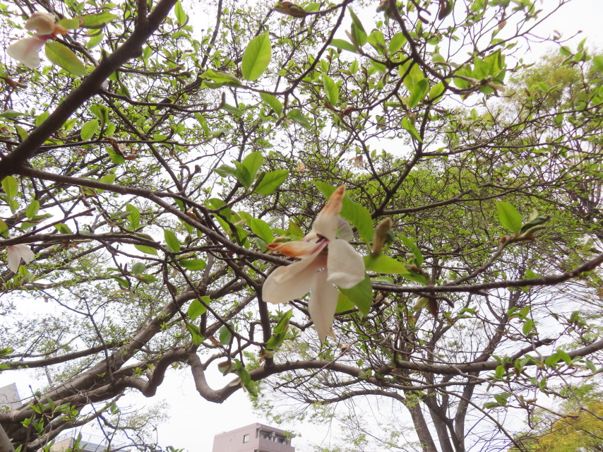 ファイル 8755-2.jpg