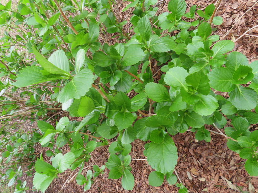 ファイル 8756-1.jpg