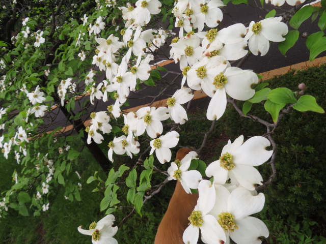 ファイル 8767-1.jpg