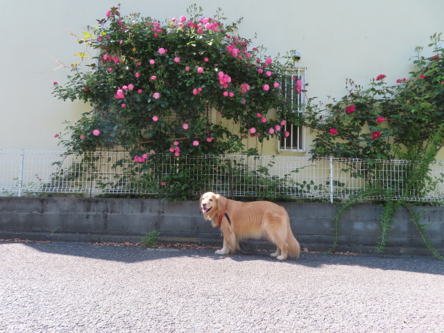 ファイル 8774-2.jpg