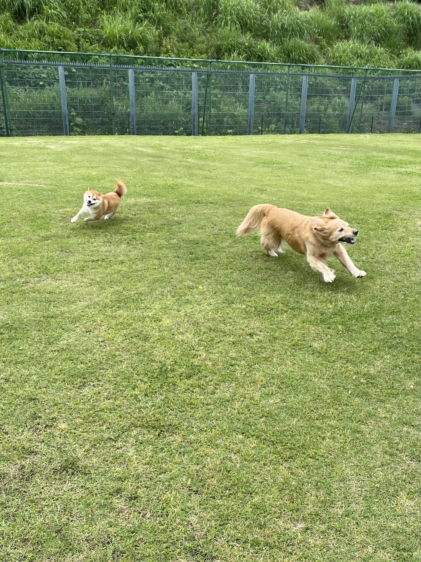 ファイル 8776-1.jpeg