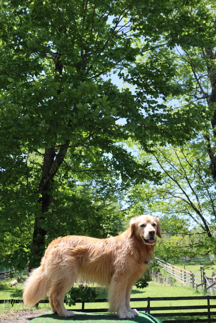 ファイル 8780-4.jpg