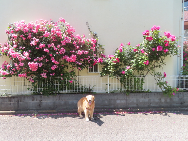 ファイル 8782-5.jpg