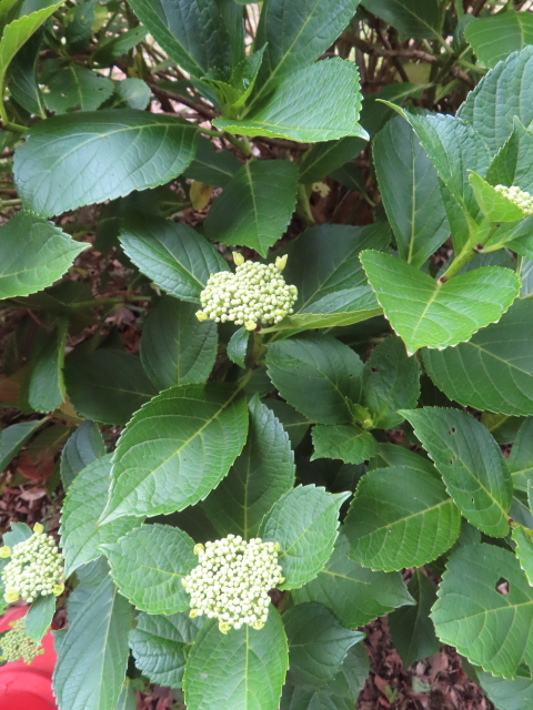 ファイル 8783-3.jpg