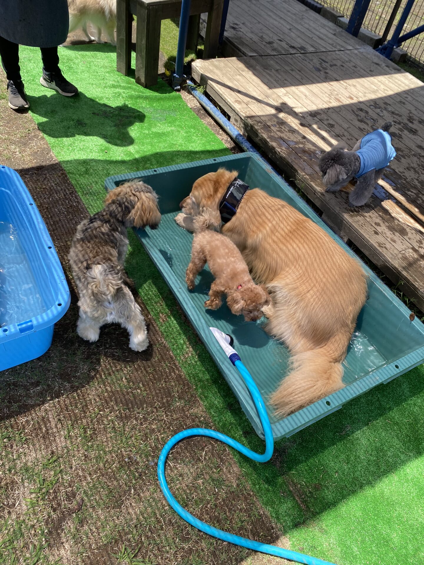 ファイル 8786-2.jpeg