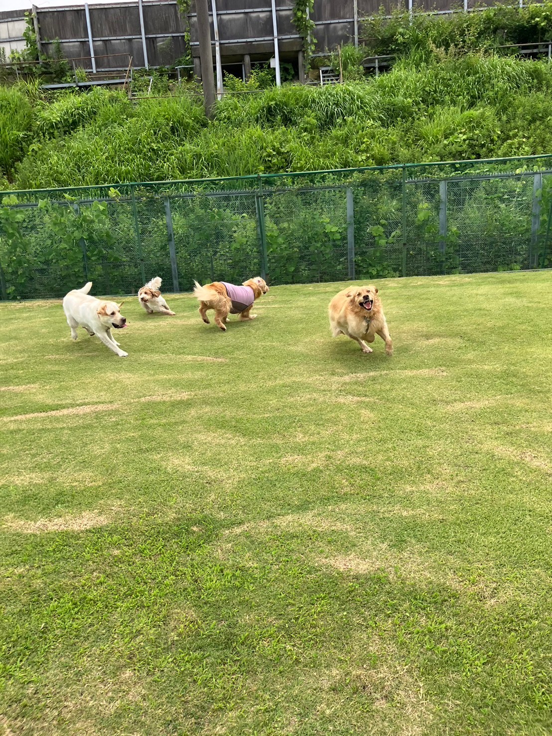 ファイル 8795-3.jpeg