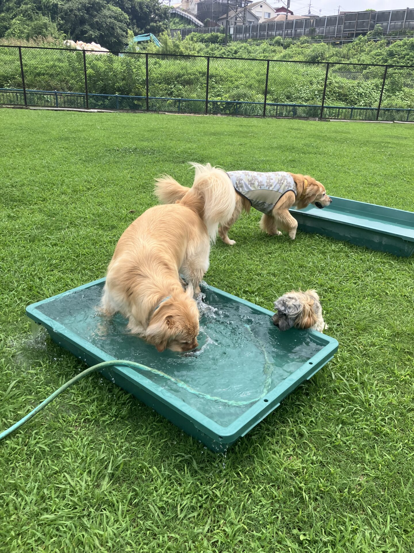 ファイル 8808-5.jpeg