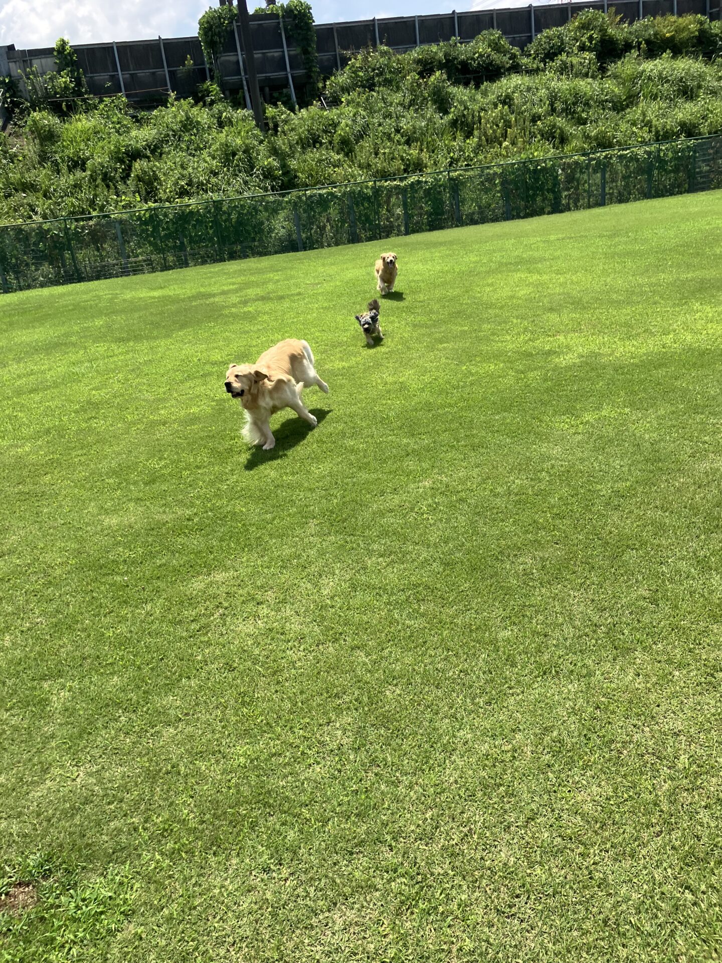 ファイル 8810-1.jpeg