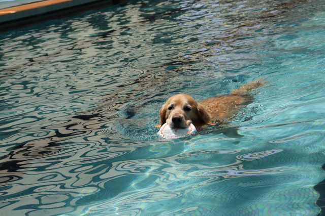 ファイル 8812-1.jpg