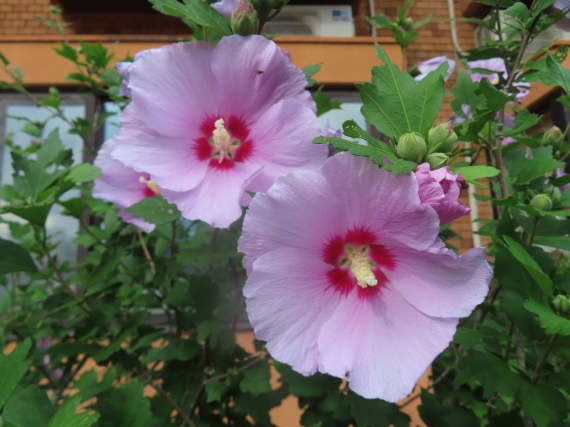 ファイル 8813-2.jpg