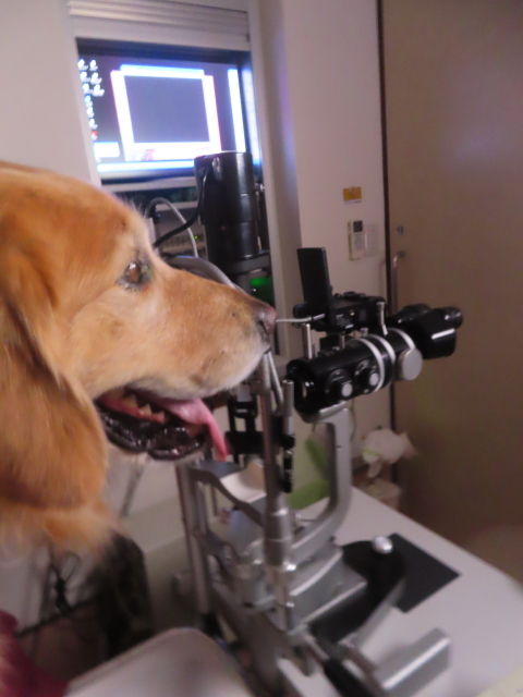 ファイル 8817-4.jpg