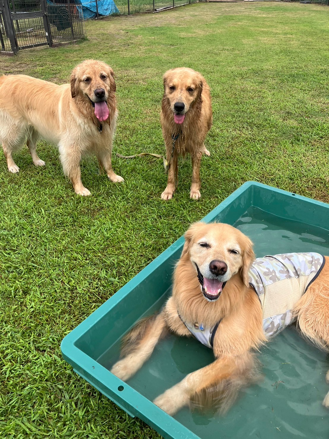 ファイル 8822-1.jpeg