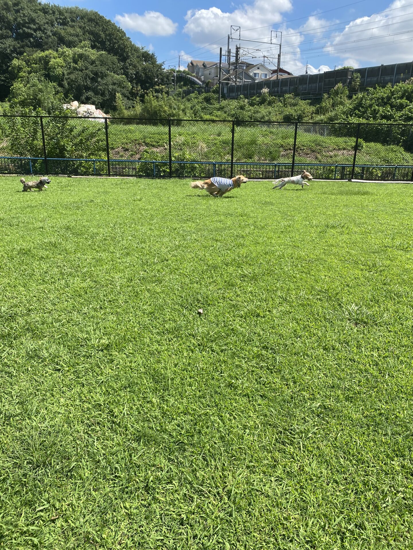 ファイル 8826-2.jpeg