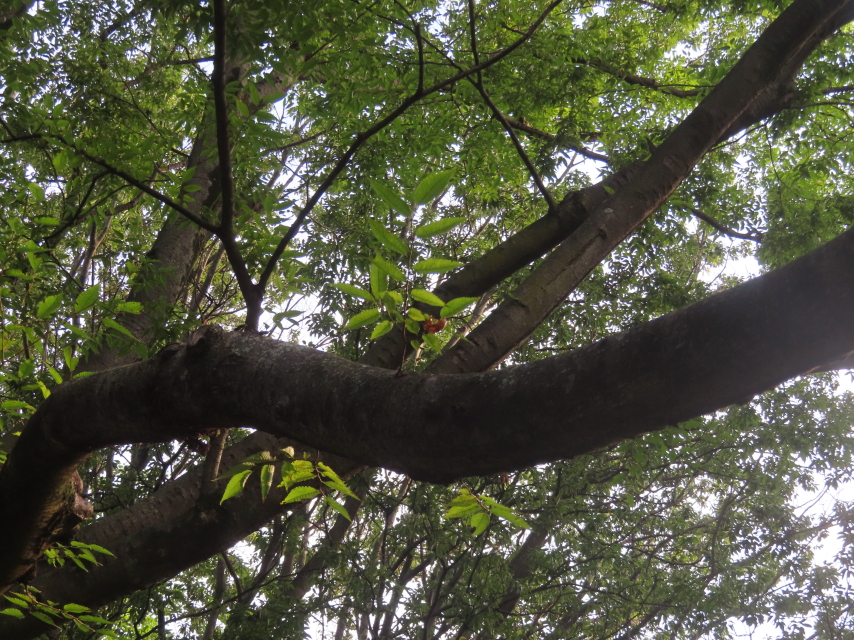 ファイル 8828-2.jpg