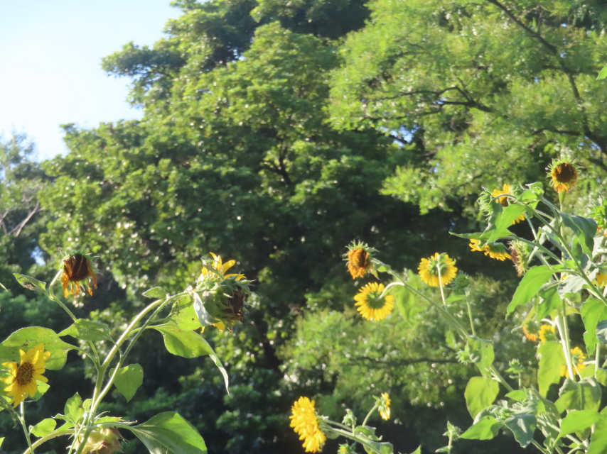 ファイル 8828-3.jpg