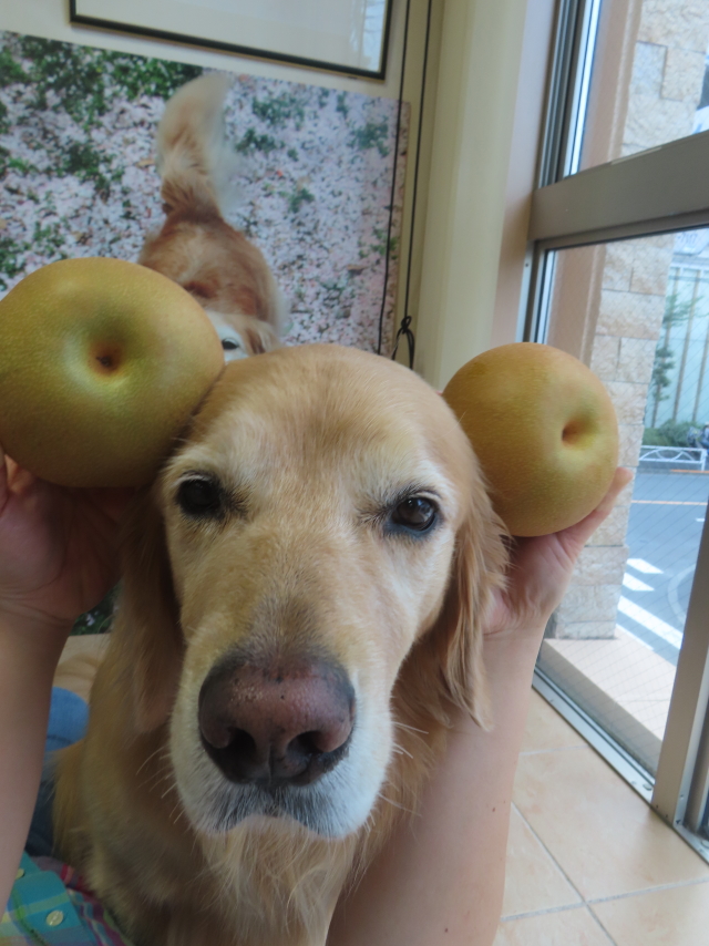 ファイル 8828-5.jpg