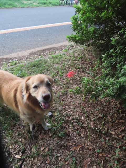 ファイル 8832-4.jpg