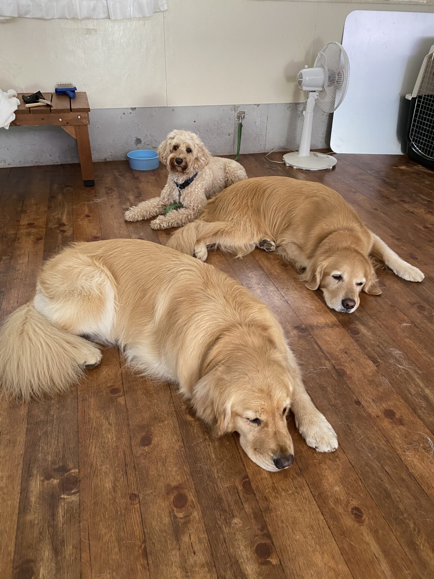 ファイル 8833-5.jpeg