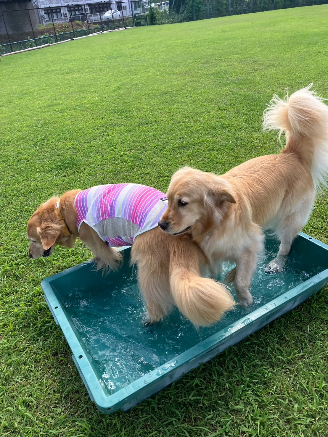 ファイル 8835-4.jpeg