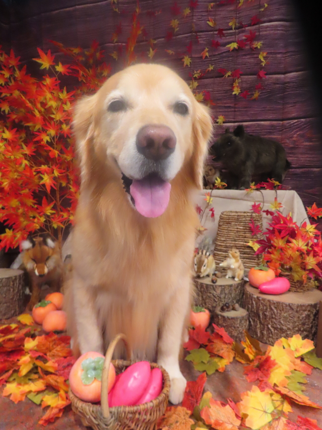 ファイル 8849-1.jpg