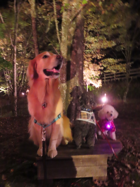 ファイル 8852-1.jpg