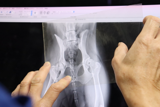 ファイル 8857-1.jpg