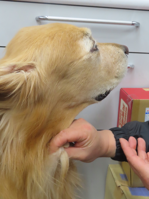 ファイル 8858-1.jpg