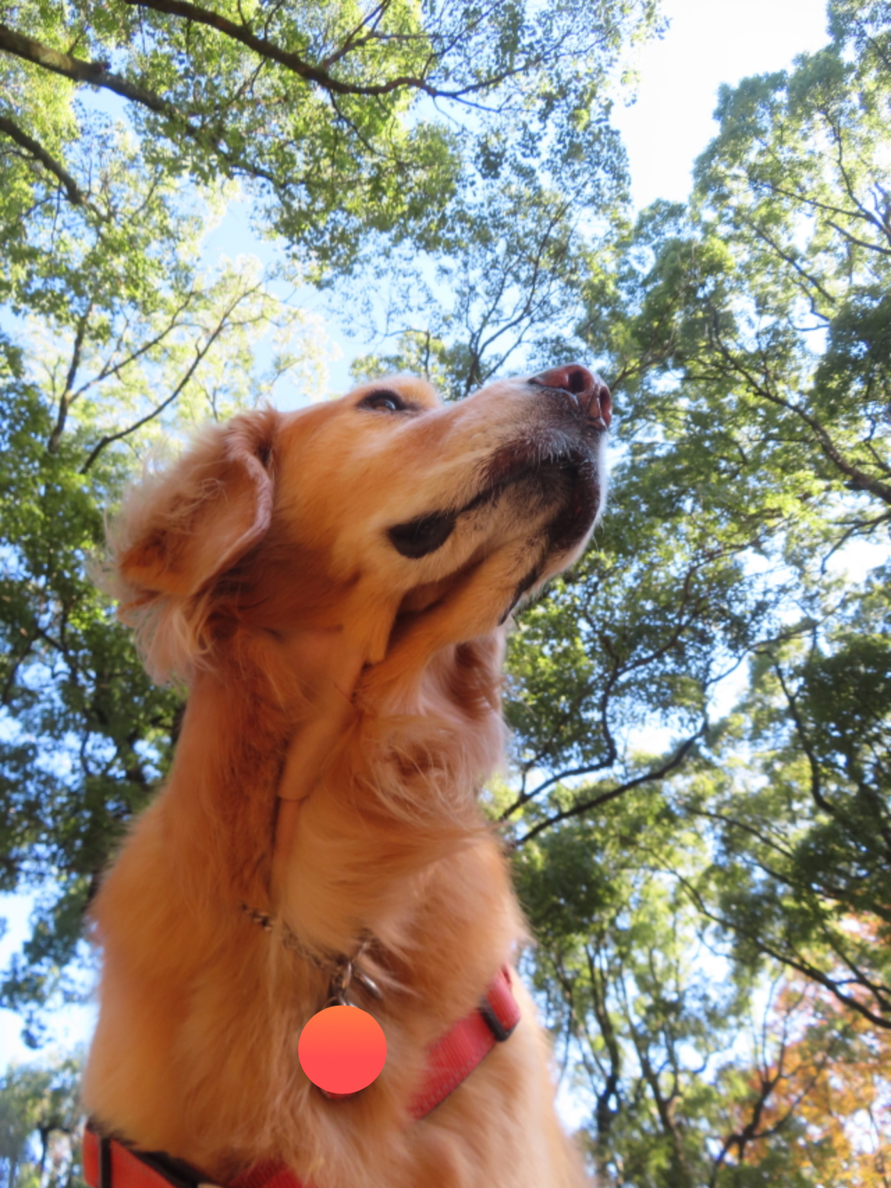 ファイル 8862-1.jpg