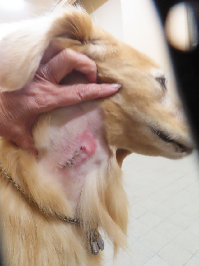 ファイル 8862-2.jpg