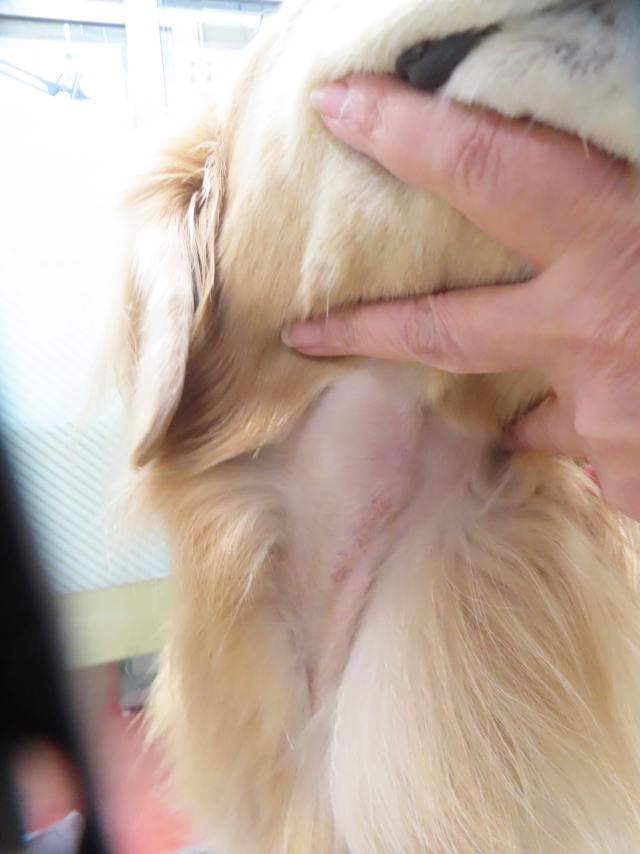 ファイル 8862-4.jpg