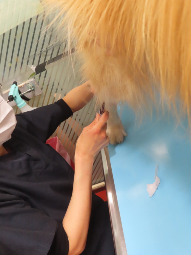 ファイル 8862-5.jpg