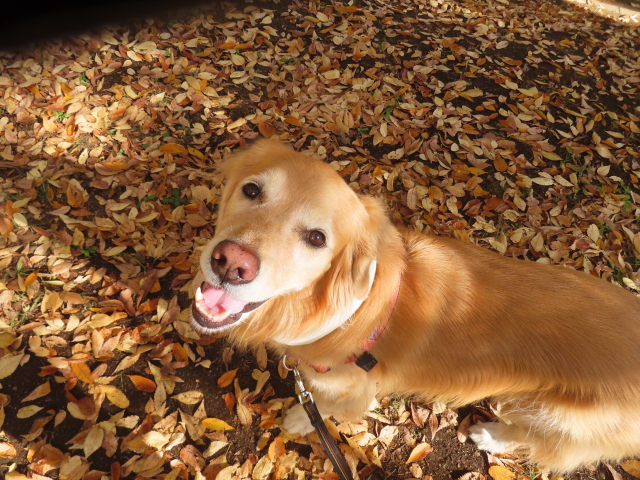 ファイル 8867-2.jpg