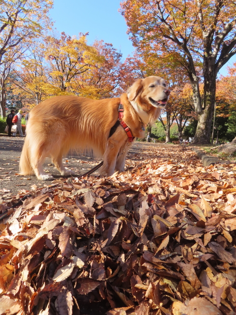 ファイル 8867-3.jpg