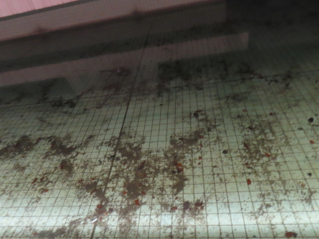 ファイル 8868-1.jpg