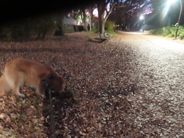 ファイル 8868-3.jpg