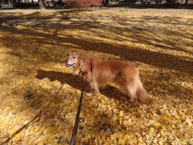 ファイル 8874-3.jpg